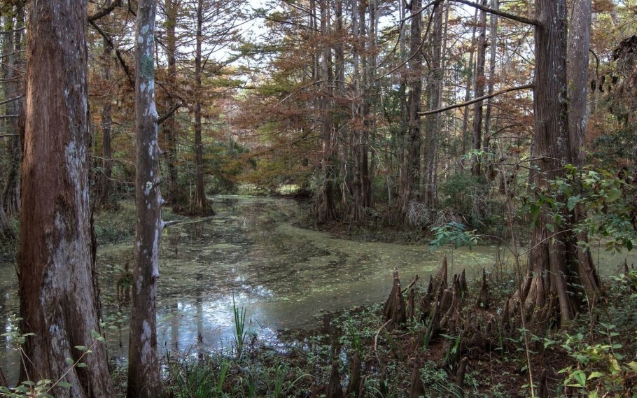 НЕПРОХОДИМАЯ Тайга Алтай