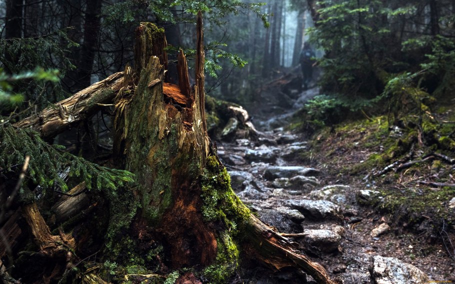 Болотистые леса Румыния