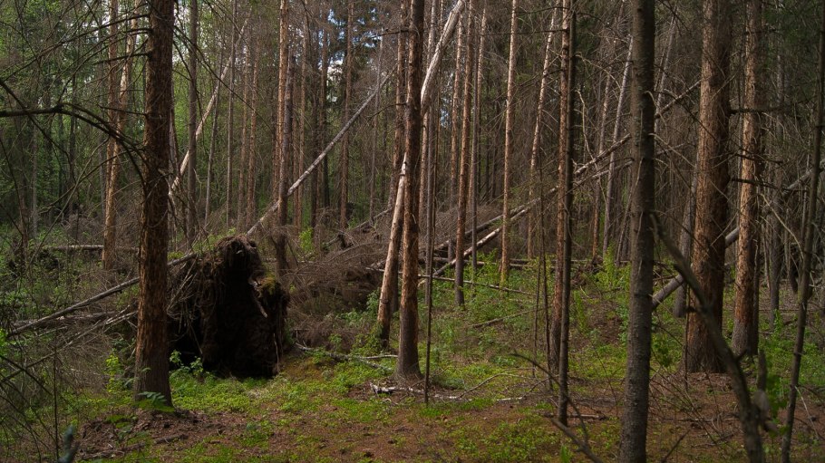 Мезень лес бурелом