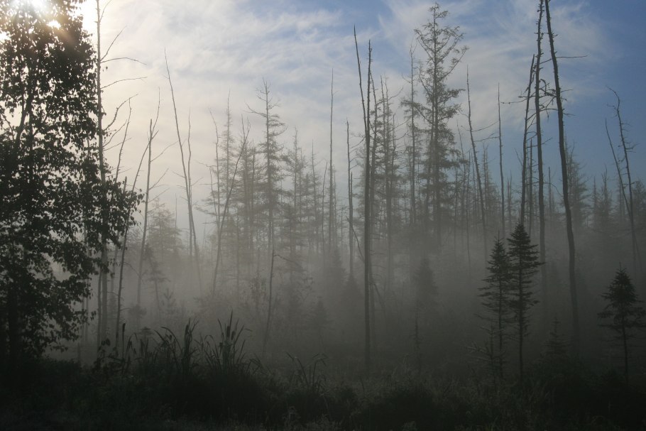 Орион бурелом