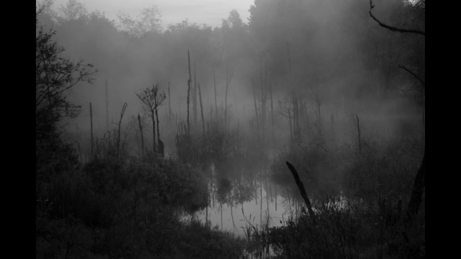 Сфагновые болота Тайга