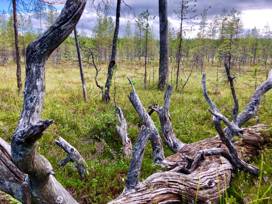 Тайга чаща непролазная