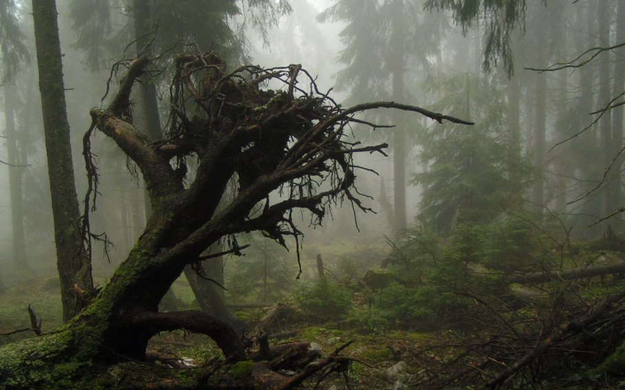 Широколиственный лес река