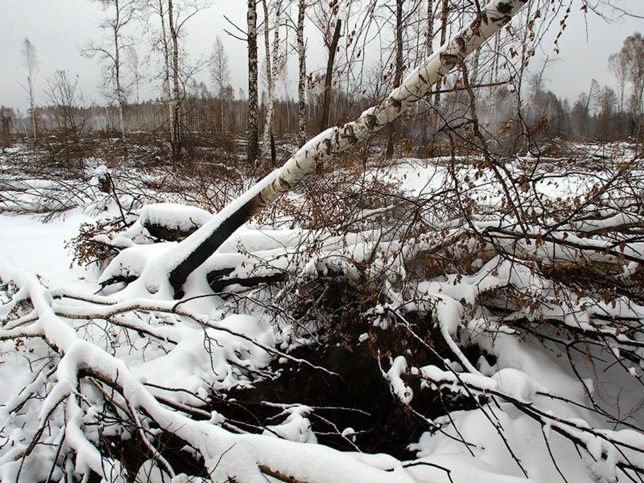 Сваленные деревья в лесу