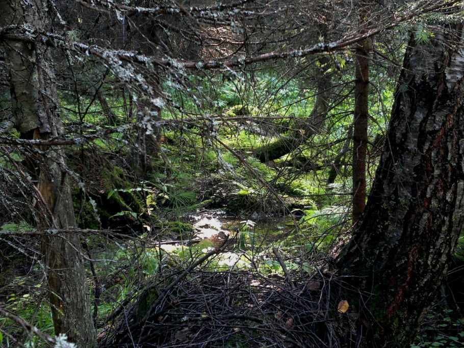 Тайга бурелом, валежник