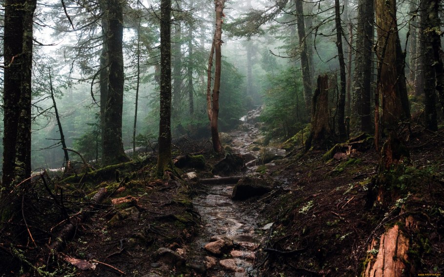 Таежный болотистые озера