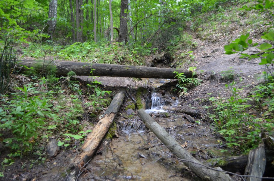 Новгородская область болота бурелом