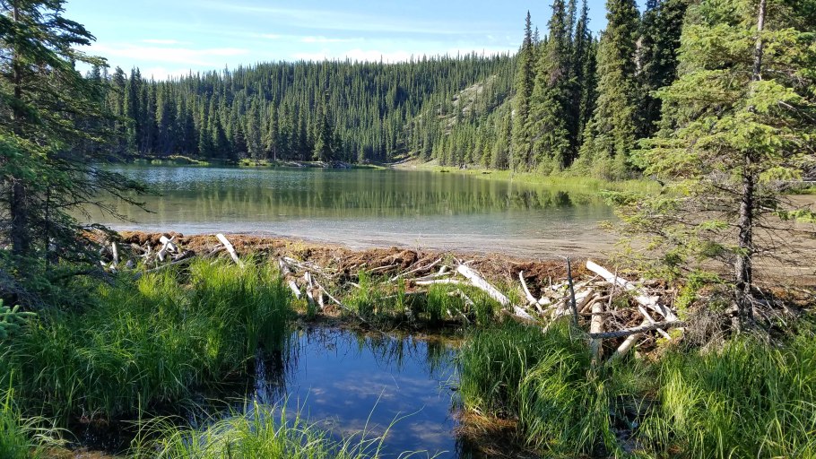 Тайга бурелом, валежник