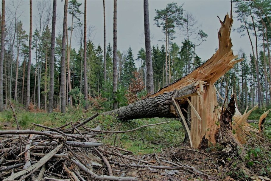 Лесные дебри