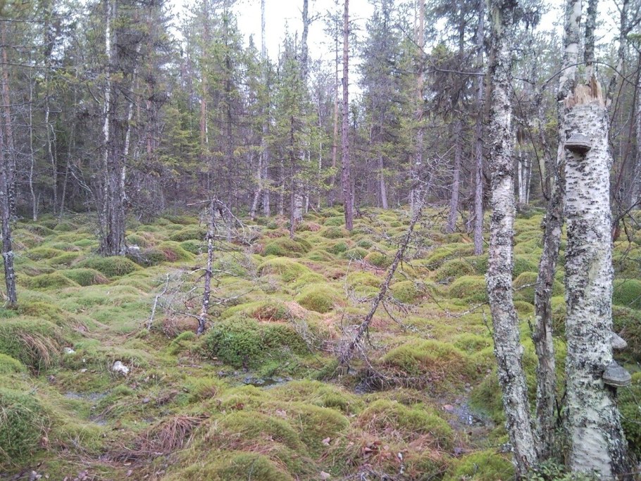 Муссонные листопадные леса