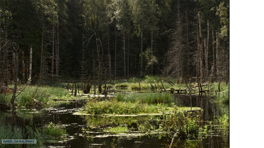 Дремучий лес Карамзина