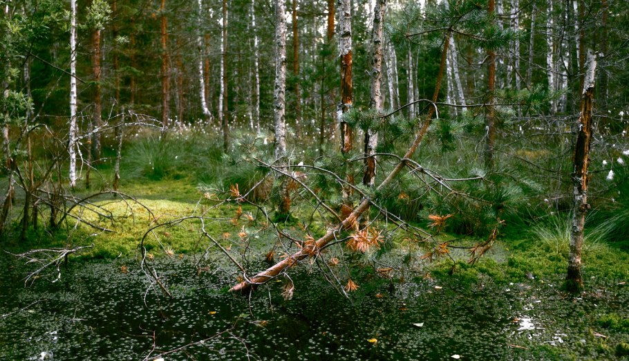 Иван Шишкин - еловый лес 1890