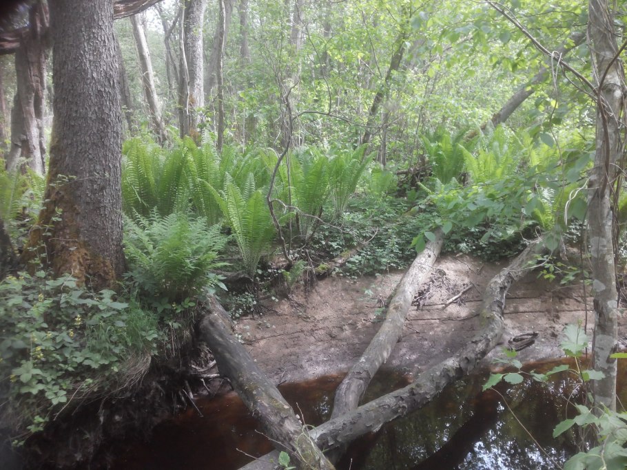 Страшное болото