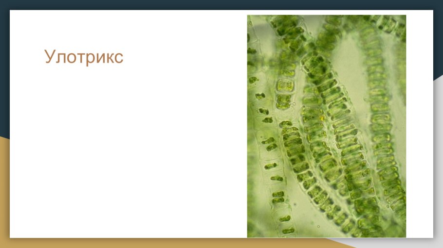 Жизненный цикл споровых растений схема