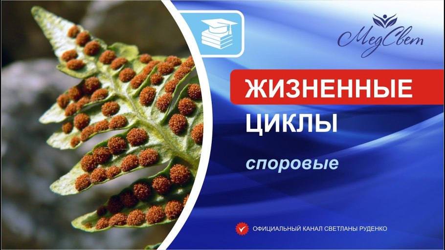 Группы водорослей