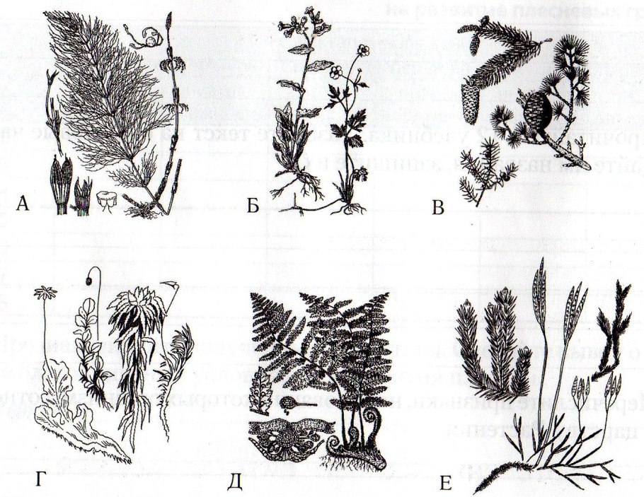 Каулерпа taxifolia водоросль