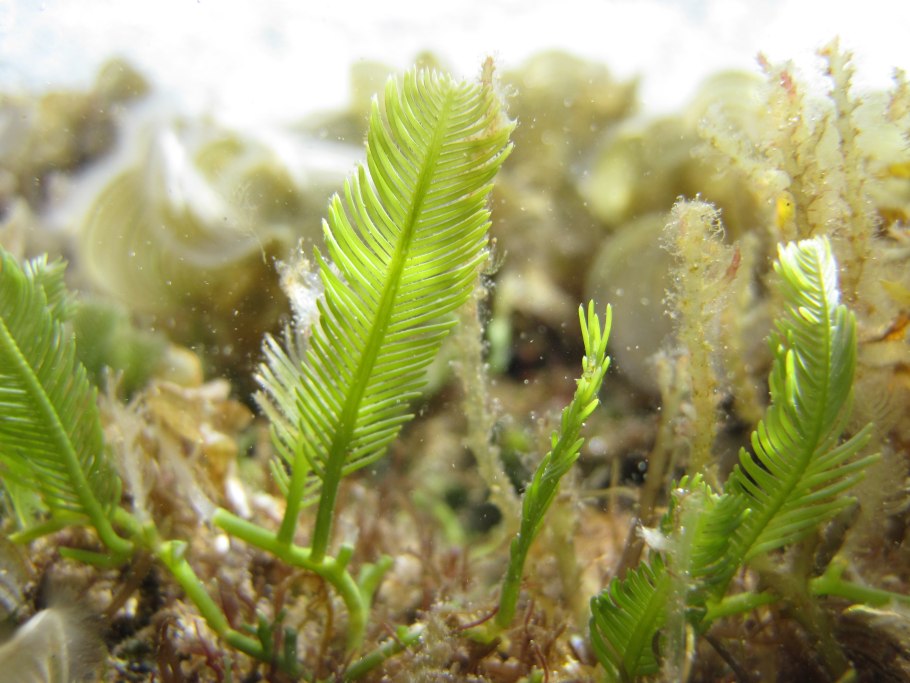 Водоросли в рабочей тетради по биологии