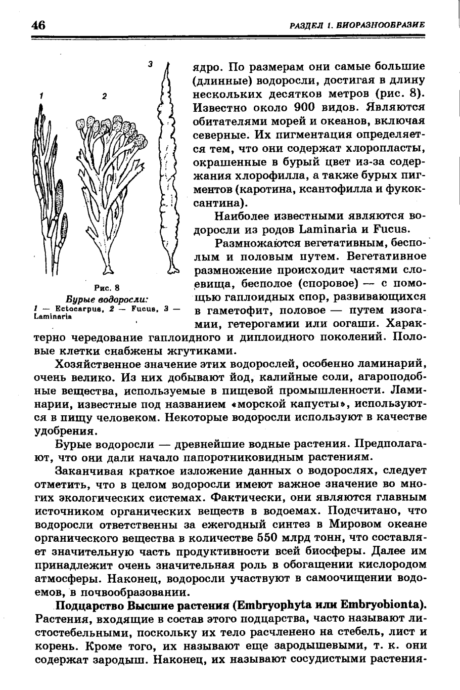 Плаун топяной схематично
