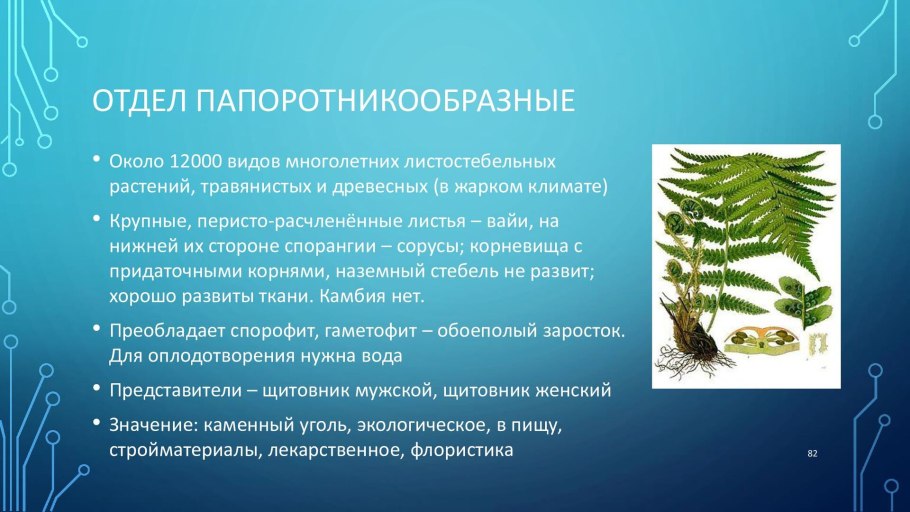 Ульвовые водоросли