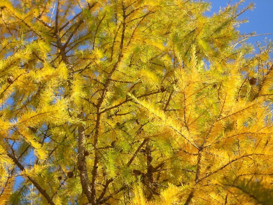 Желтые хвоинки лиственницы