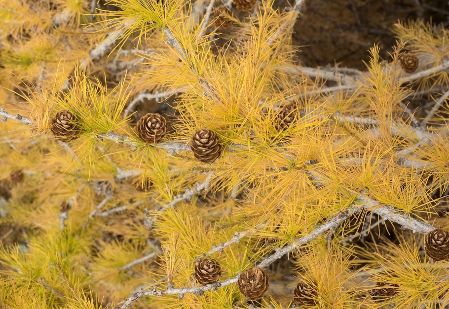 Лиственница Сибирская осенью