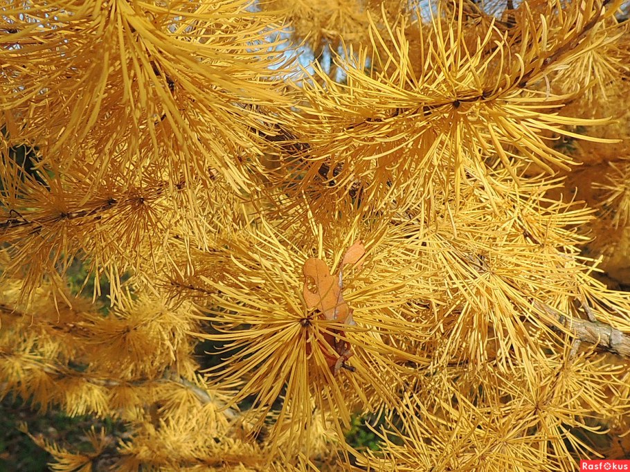 Лиственница Сибирская желтая