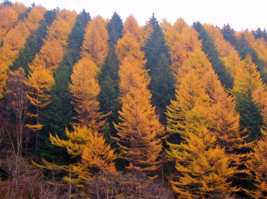 Желтодревка дерево