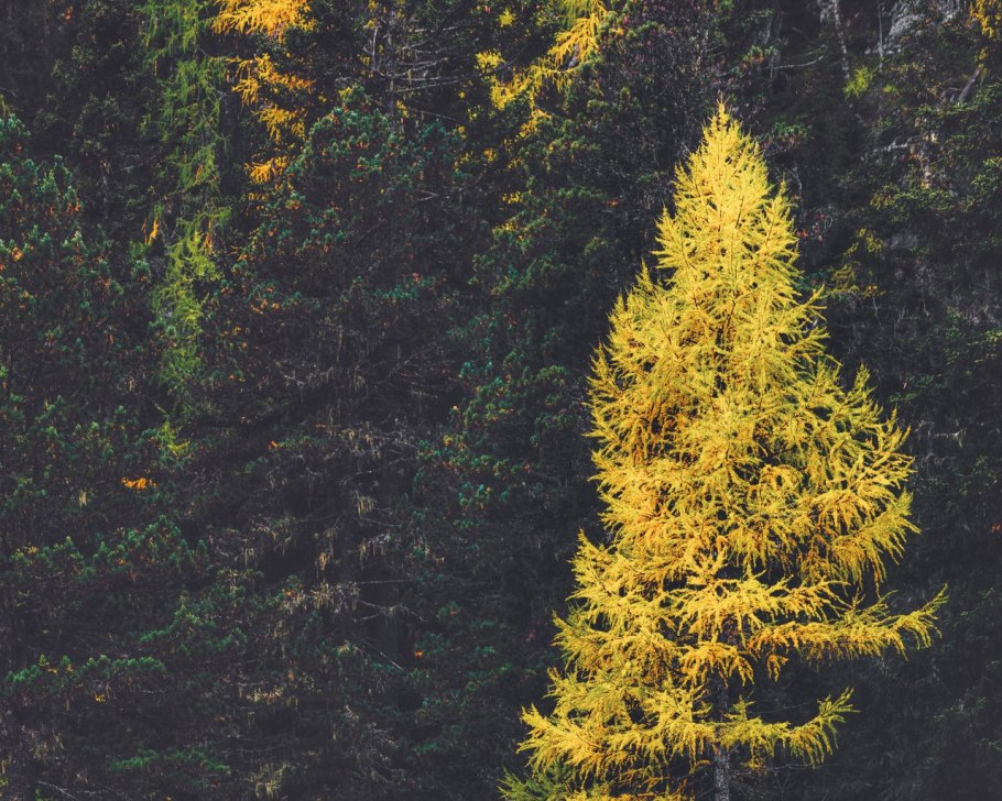 Почки лиственницы