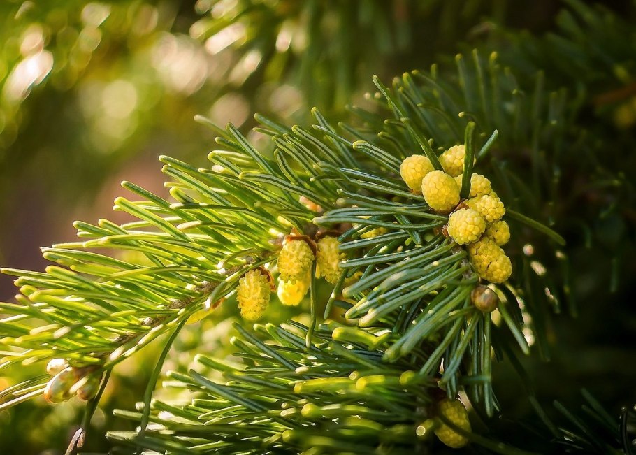 Лиственница европейская осенью