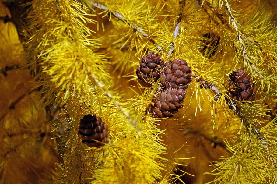 Лиственница Восточной Сибири