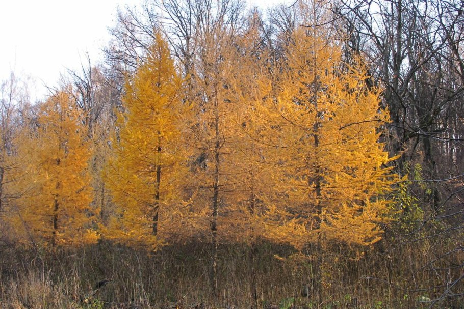 Лиственница осень