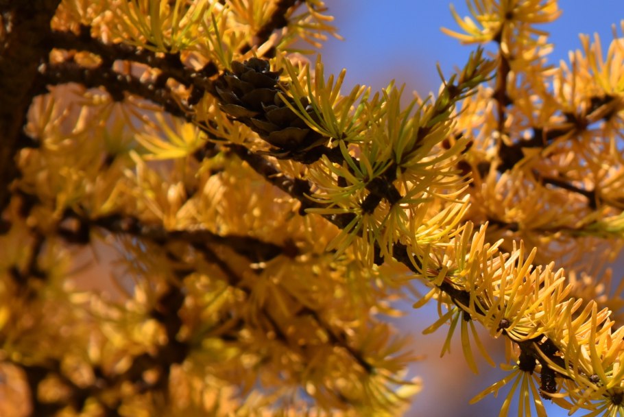 Лиственница Даурская осенью