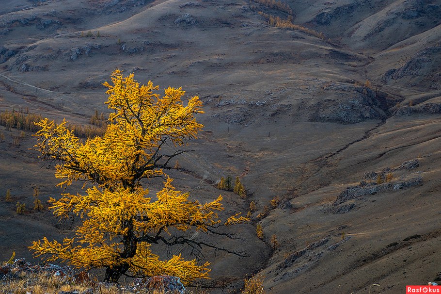 Алтайский заповедник Сибирская лиственница