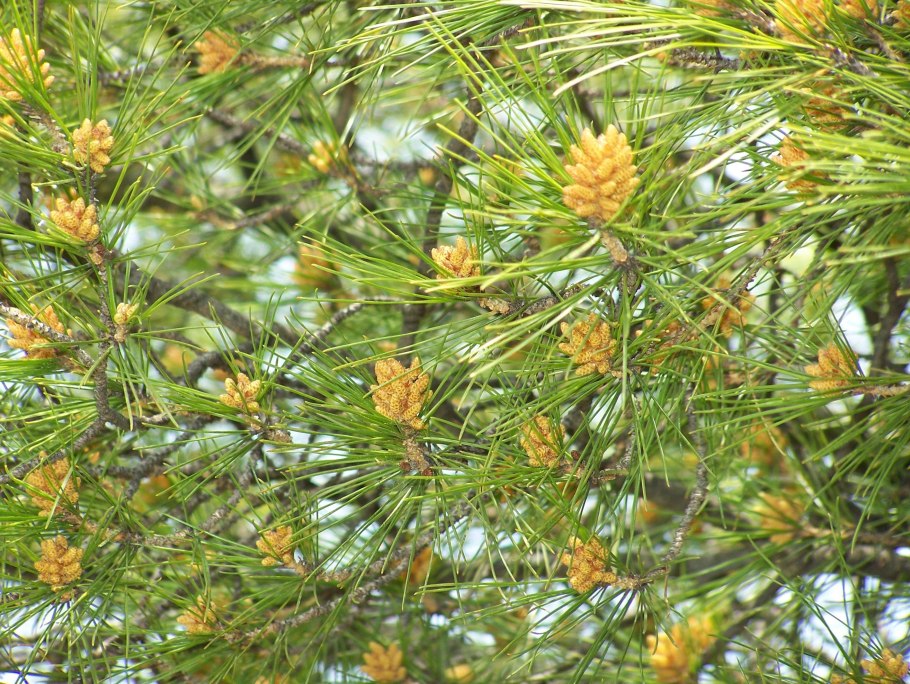 Либоцедрус калифорнийский кедр