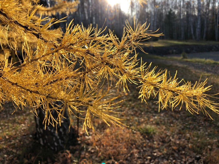 Шютте лиственницы (Мериоз)