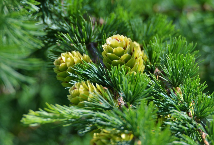 Гинкго дерево желтое