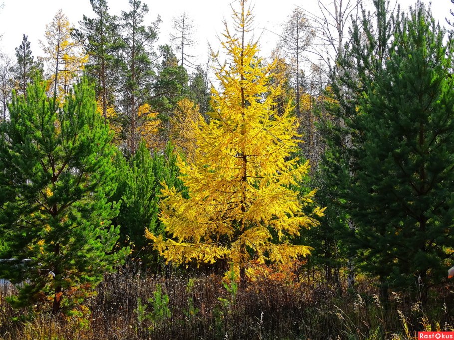 Лиственница европейская осень