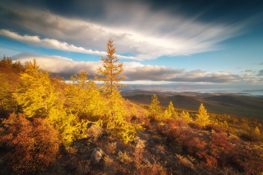 Лиственница Даурская осенью