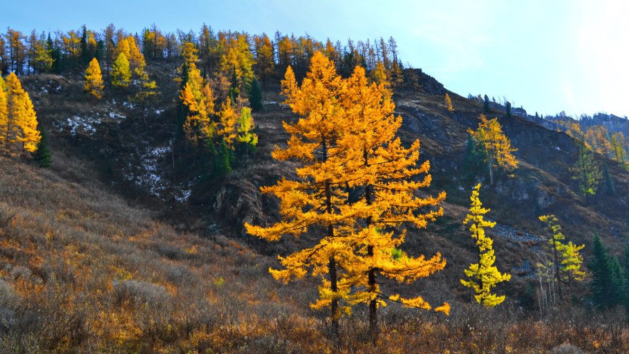 Осенняя лиственница