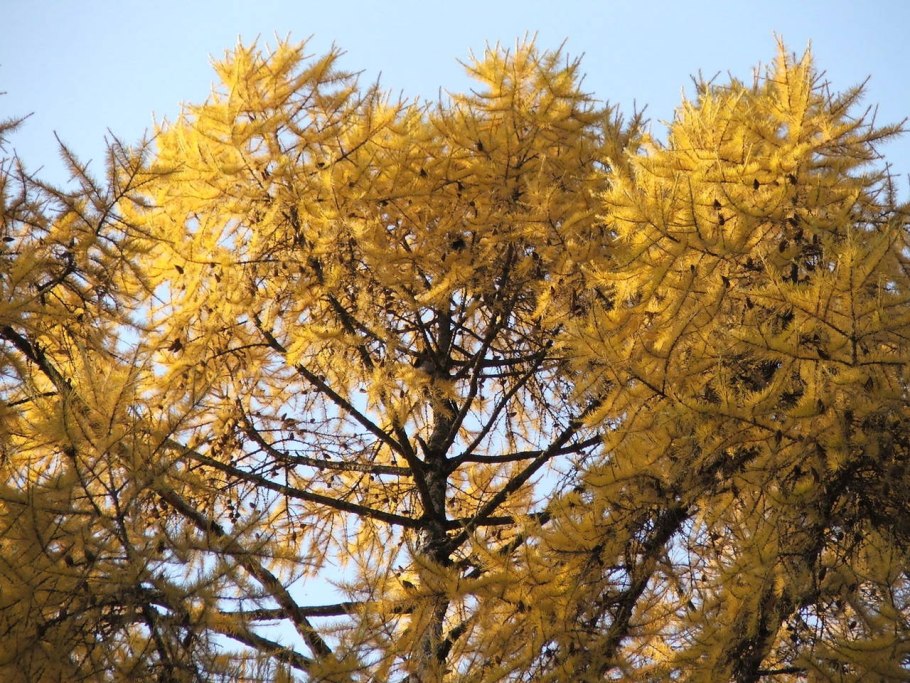 Лиственница Сибирская Бригантина