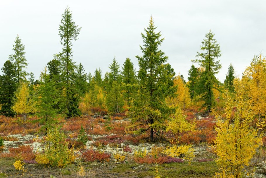 Лиственница осень Стрежевой