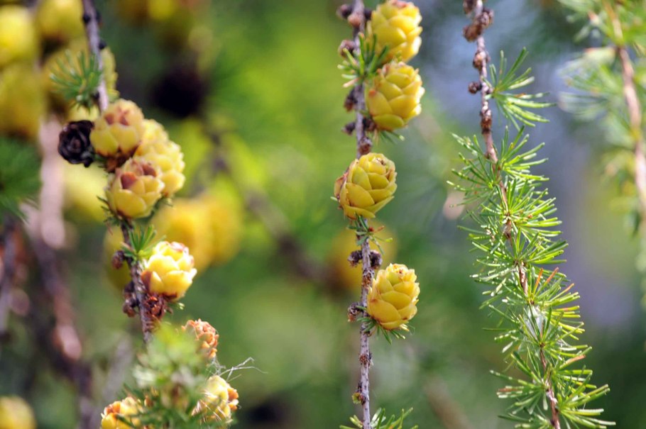 Лиственница Сибирская шишка