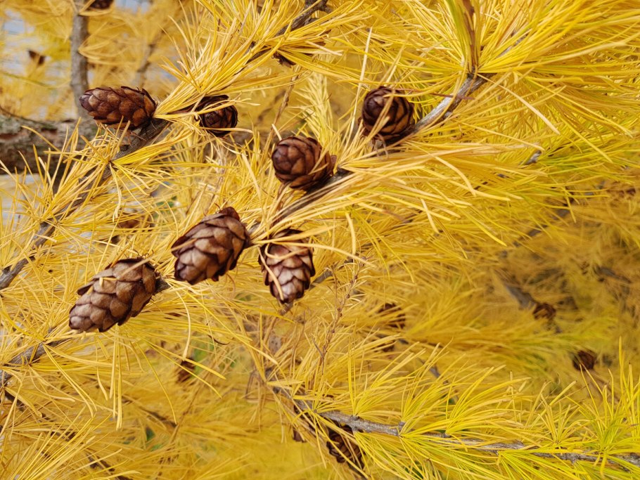 Лиственница Сибирская осень