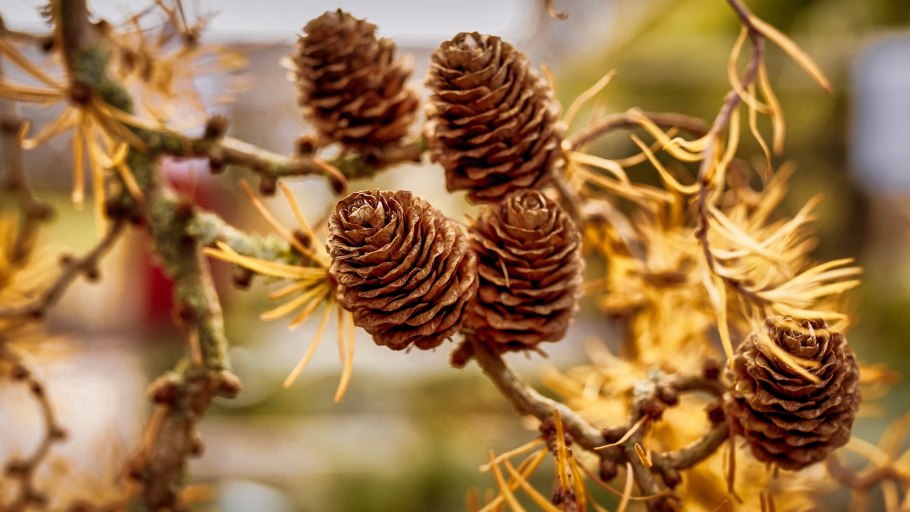 Метасеквойя хвоя