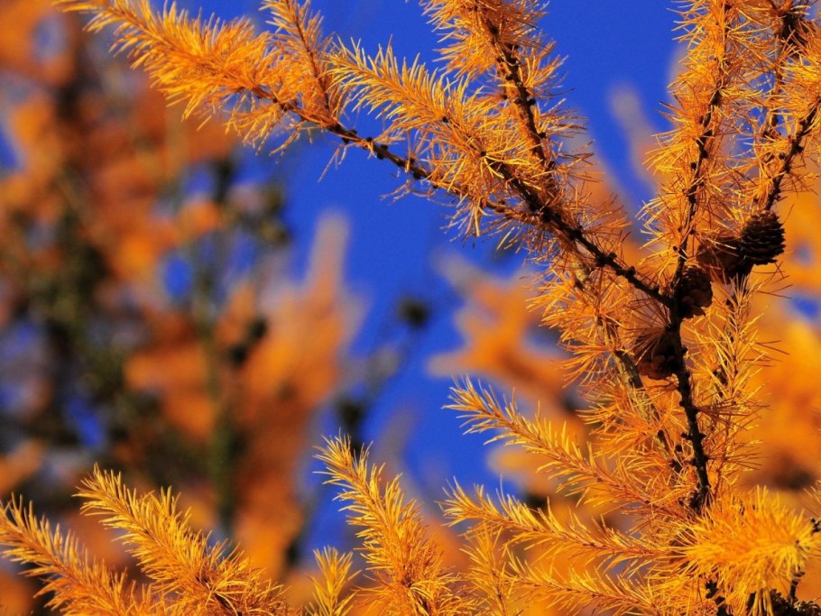 Лиственница Сибирская осенью