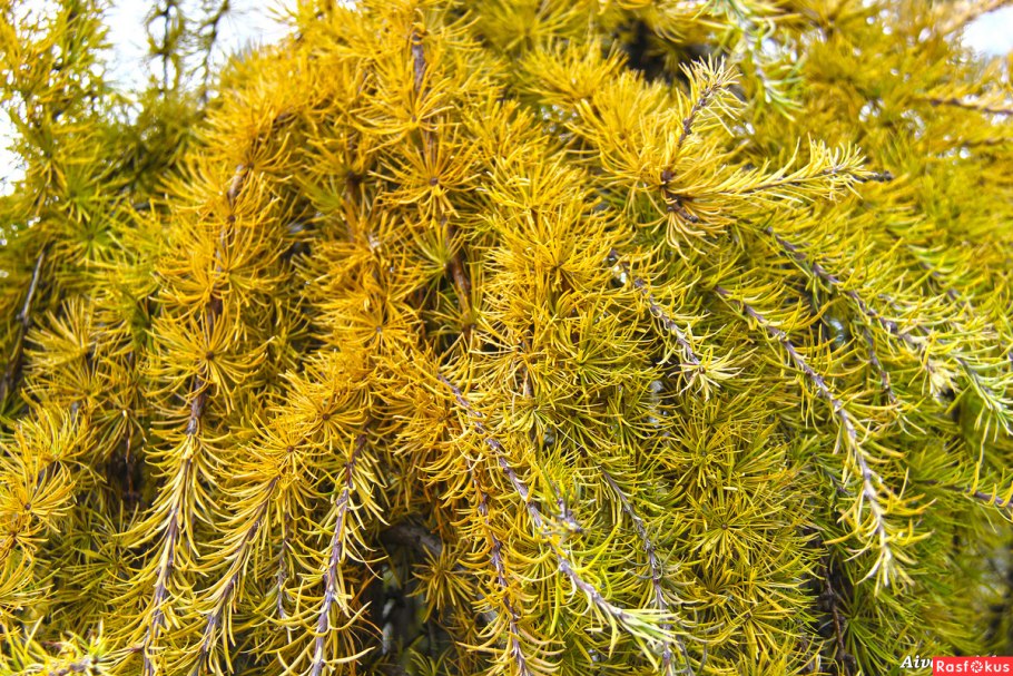 Лиственница хвойное