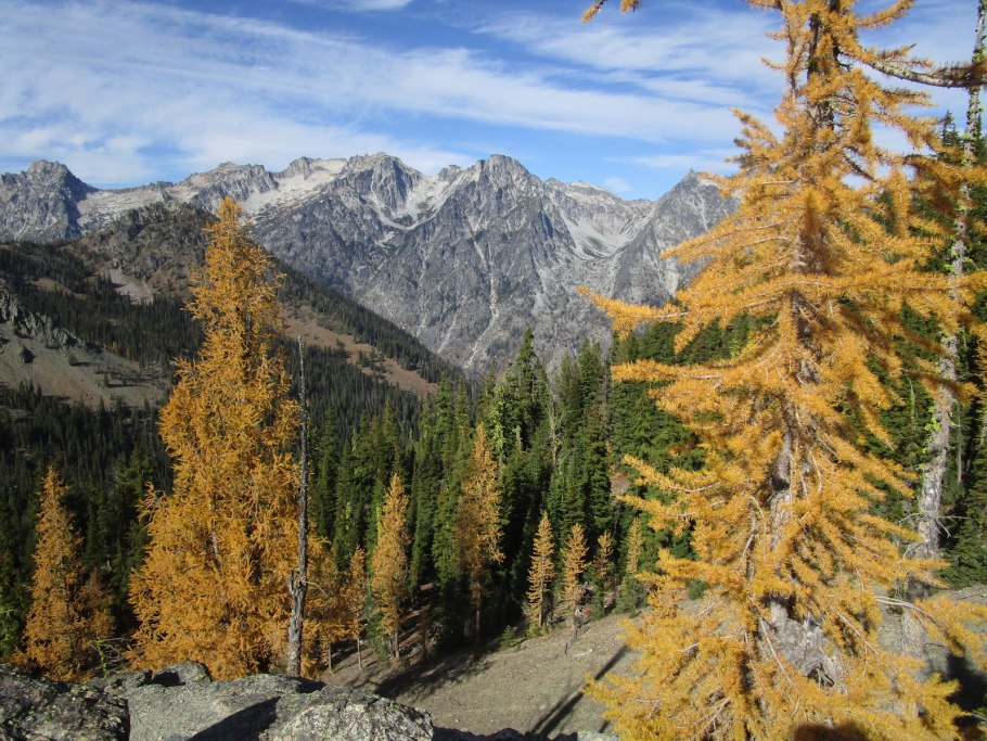 Лиственница желтеет