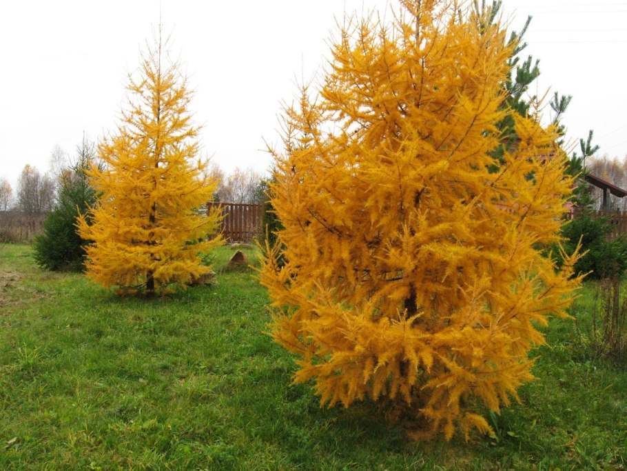 Лиственница европейская осенью