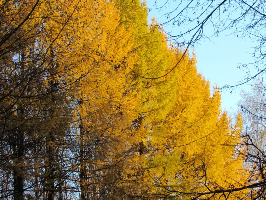 Лиственница Сибирская осенью