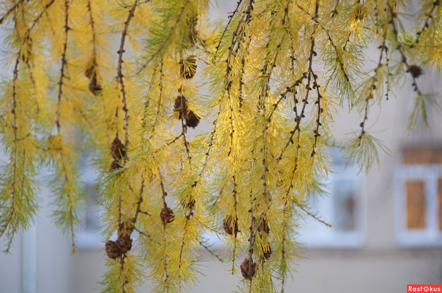 Лиственница европейская осенью